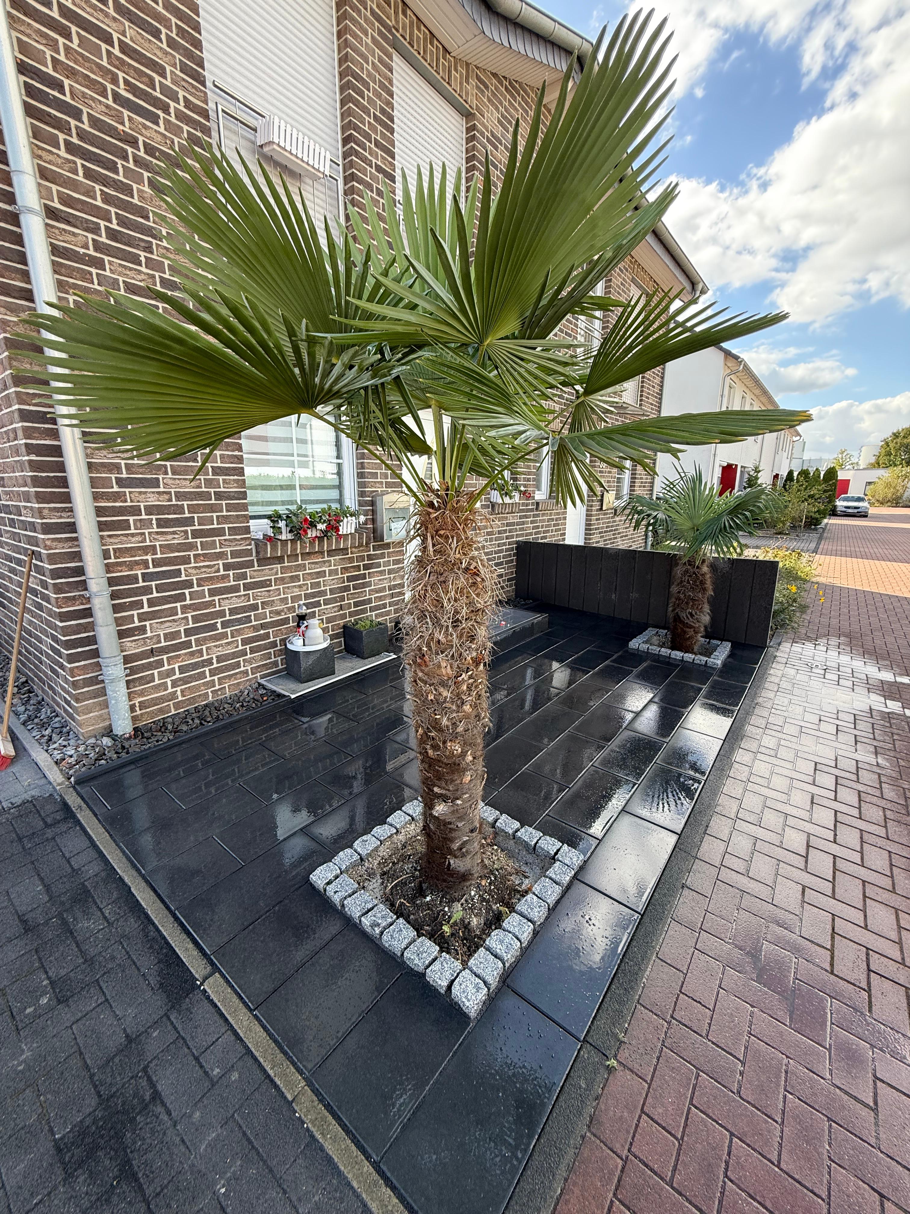 Palm img5